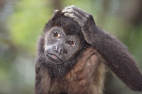 Costa Rica Family Vacation - Monkey