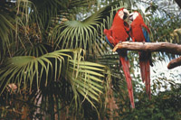 Costa Rica Family Hikes - Pariots
